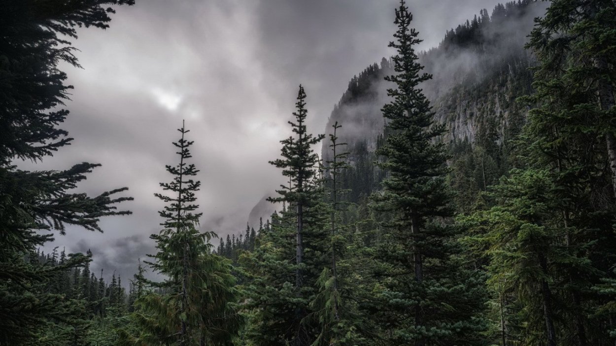 Тропа в Сосновом лесу