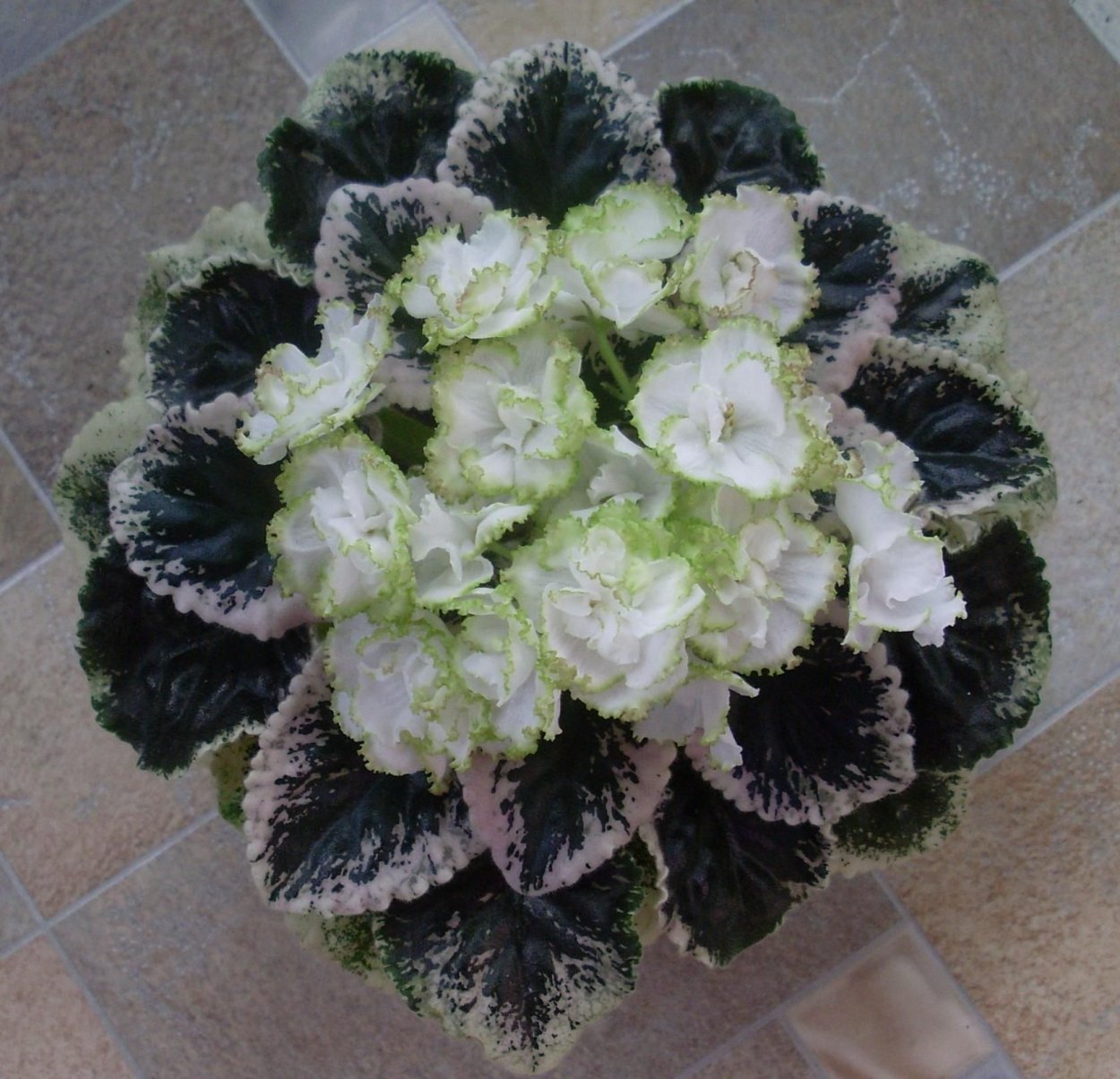 Сенполия Ян каприз