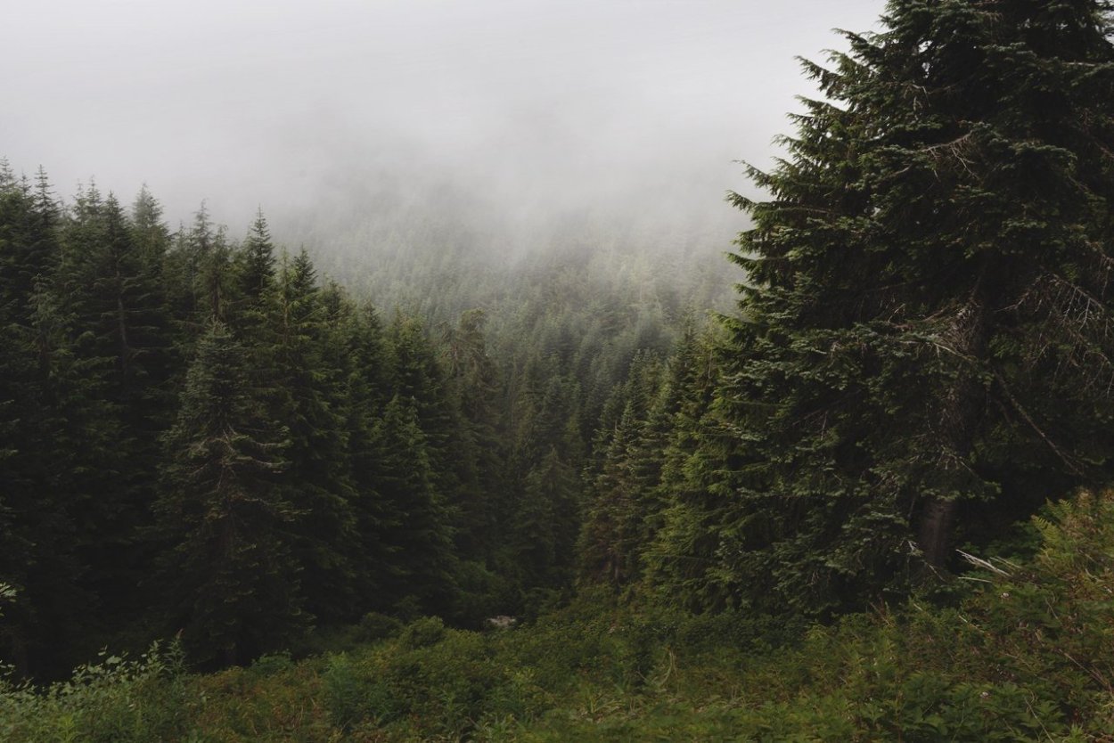 Загущенный хвойный лес