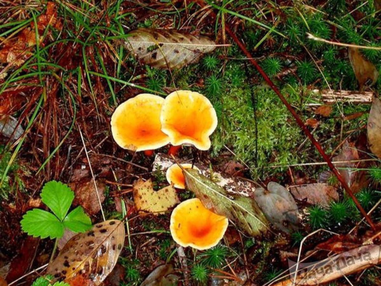 Лисичка желтая (Cantharellus cibarius)