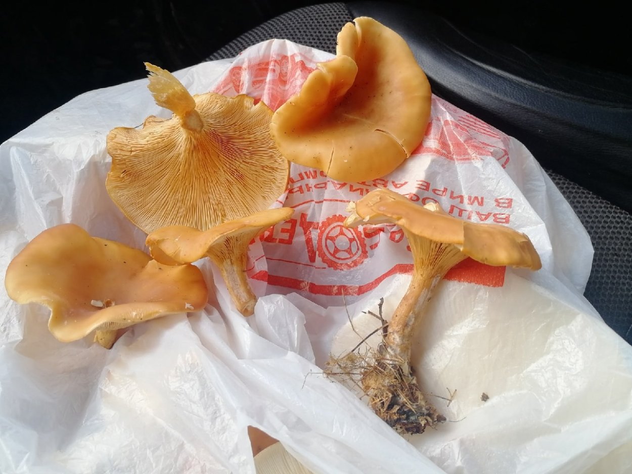 Грибы лисички