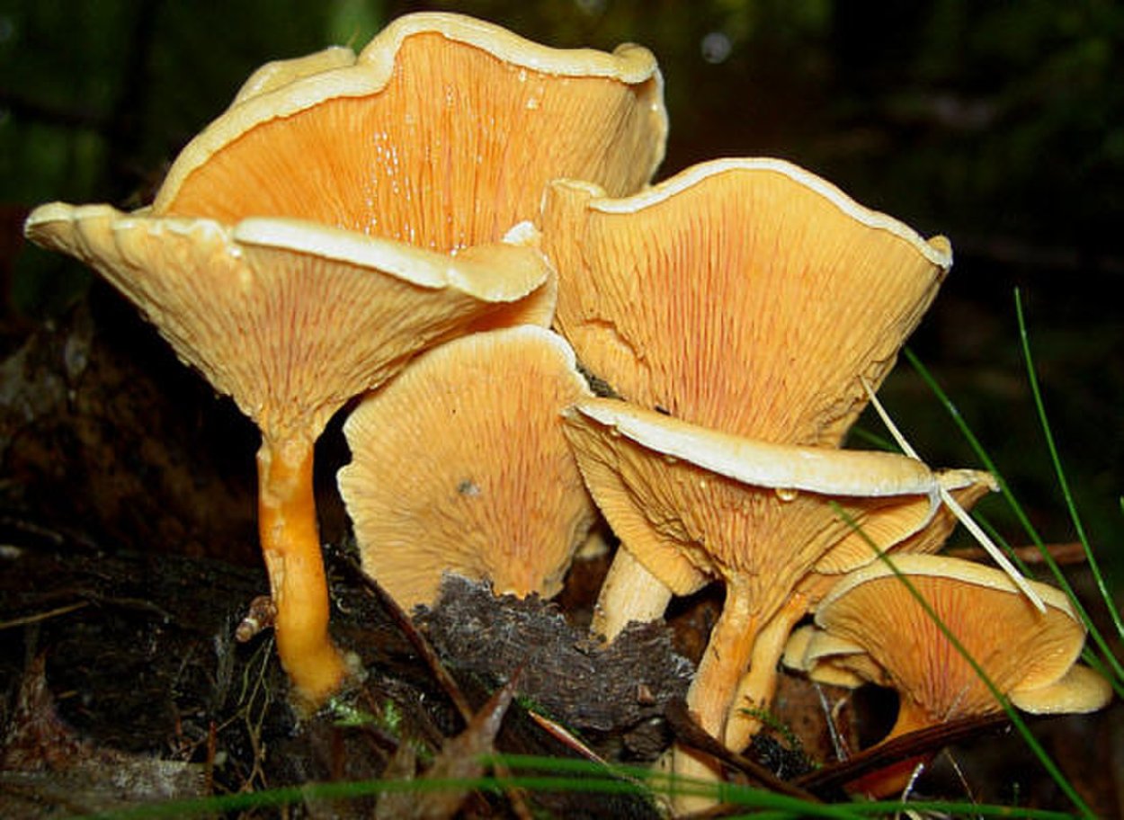 Омфалот маслиновый (Omphalotus Olearius)