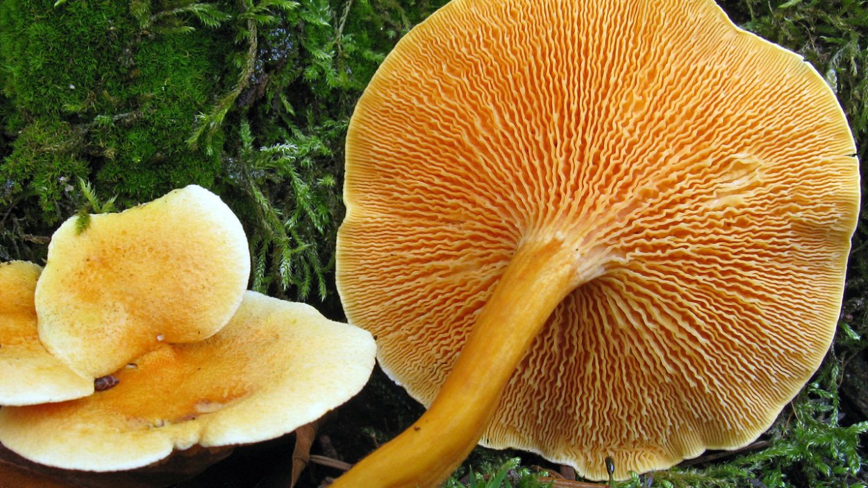 Лисички несъедобные ложные