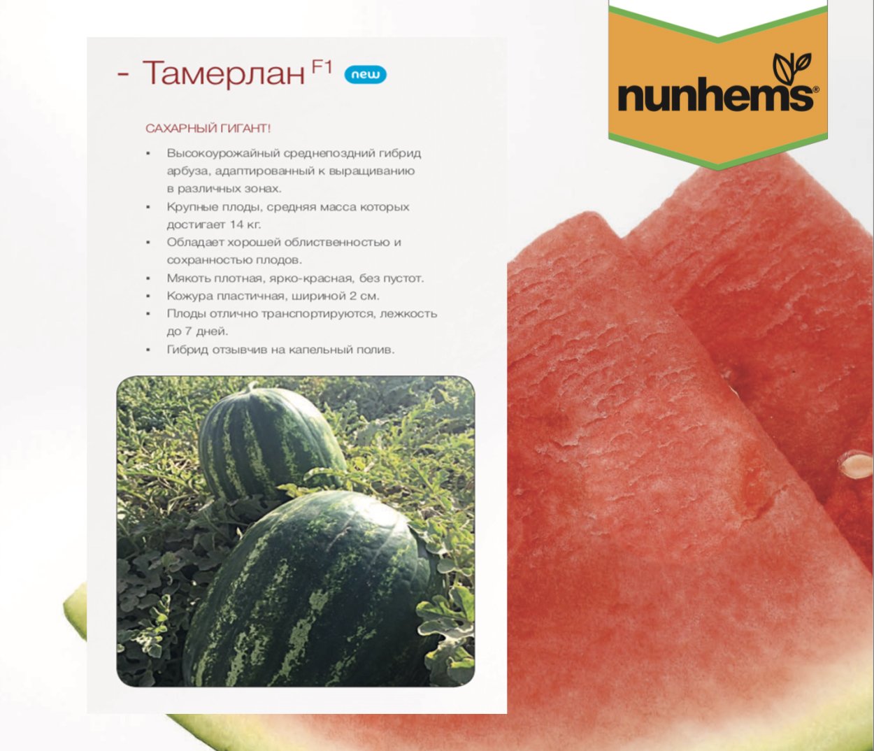 Дыня Голден Квин f1