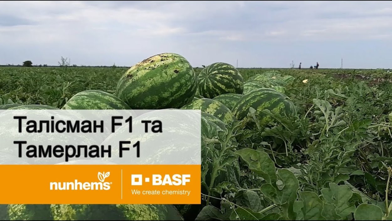 Дыня на белом фоне