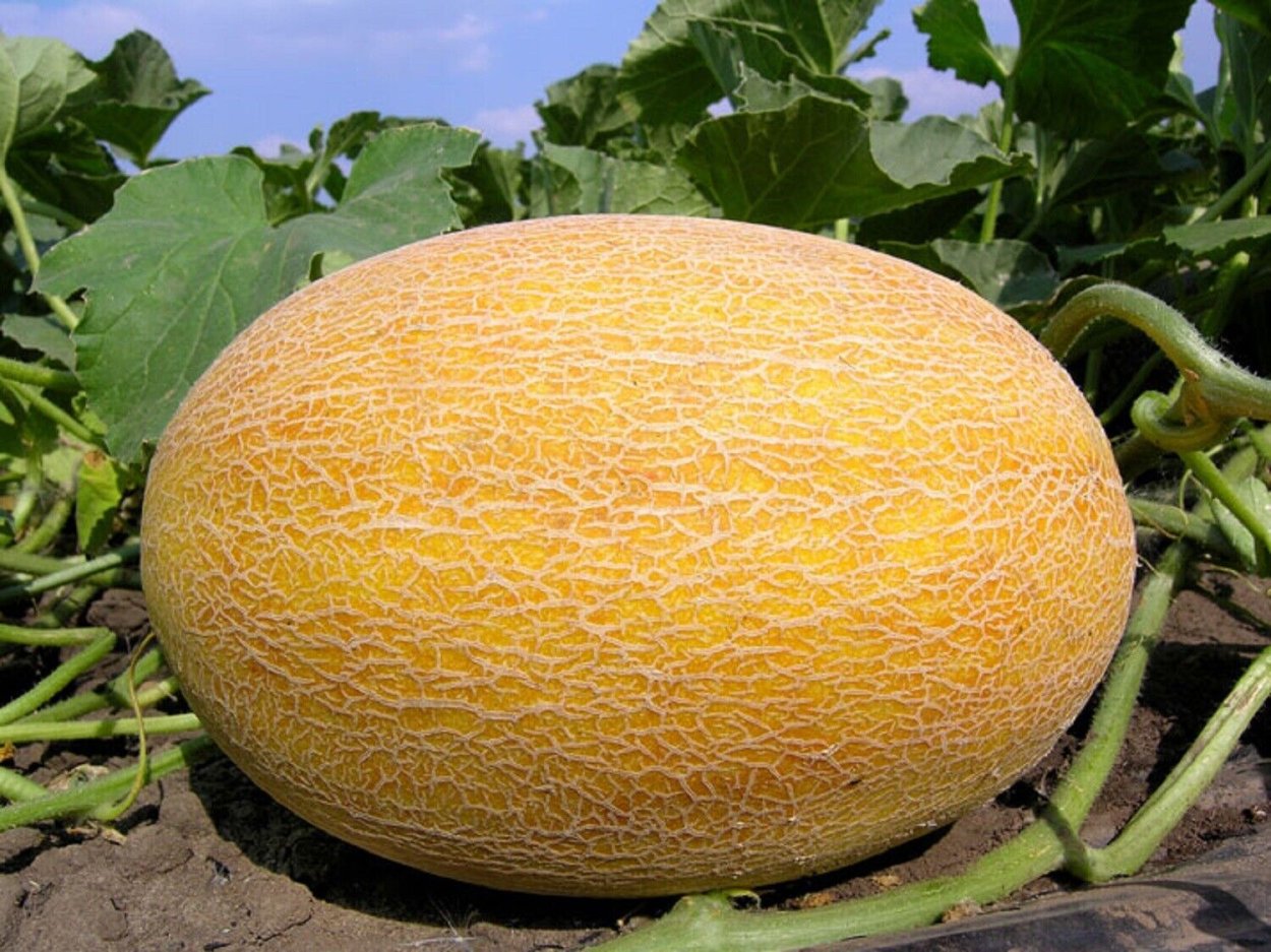 Дыня Турция