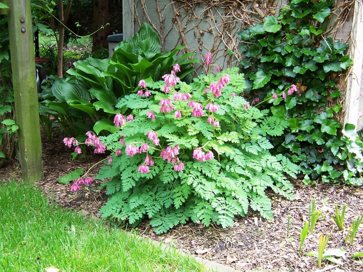 Тенелюбивые растения Хоста