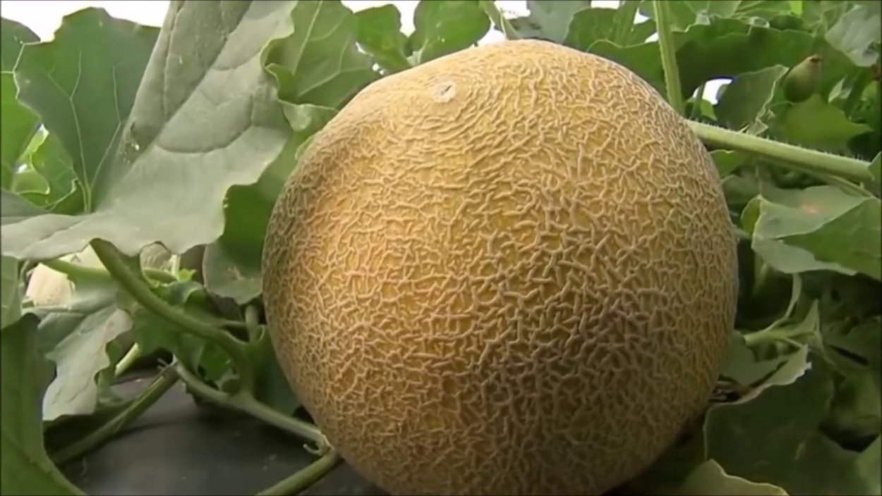 Ковун тарвуз