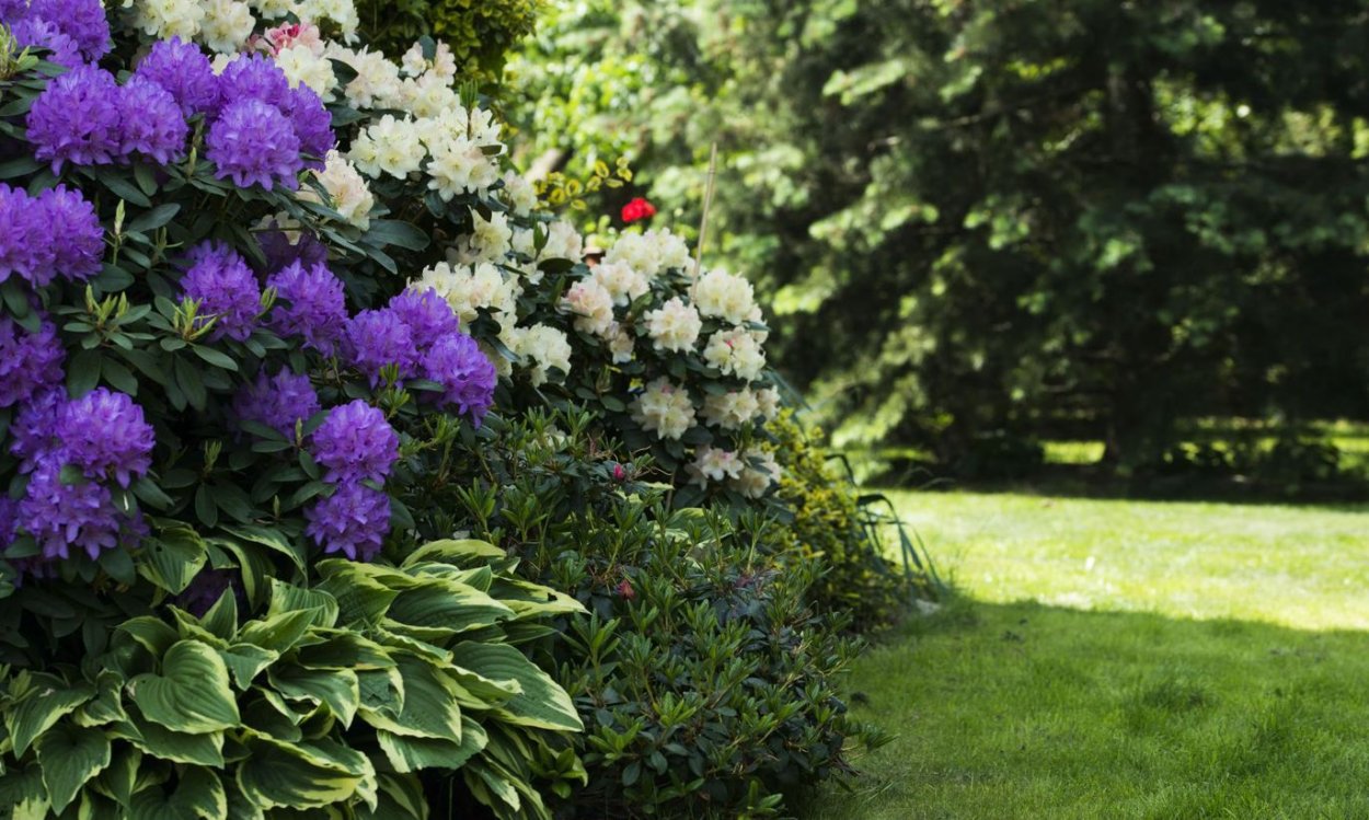 Тенелюбивые цветущие кустарники