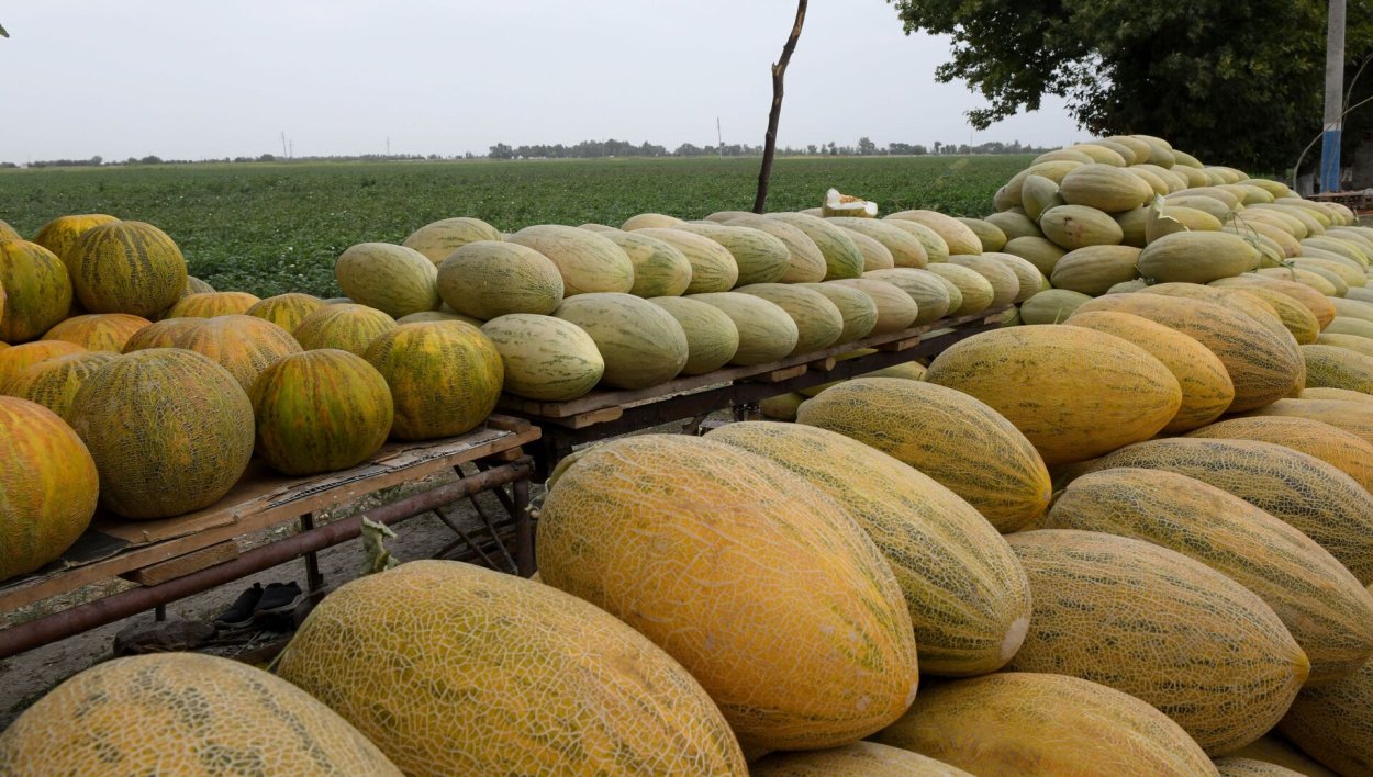 Сорт Ананасовая дыня