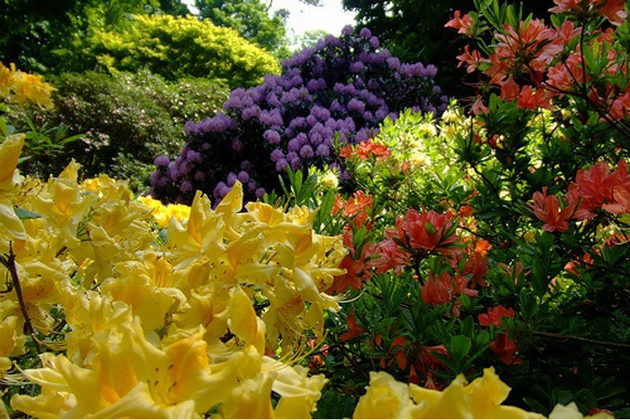 Красивоцветущие теневые многолетники