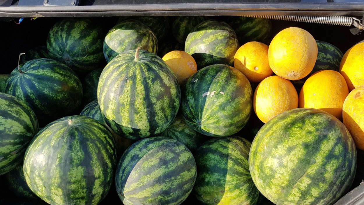 Зимние сорта дынь Узбекистана