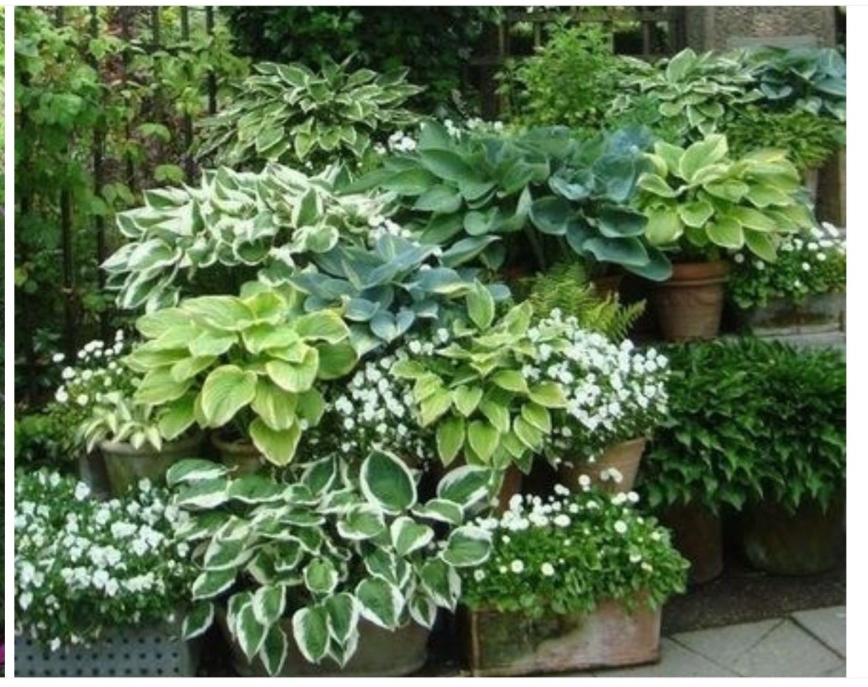 Тенелюбивые цветущие кустарники