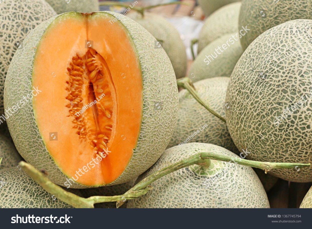 Дыня туркменка Узбекистан