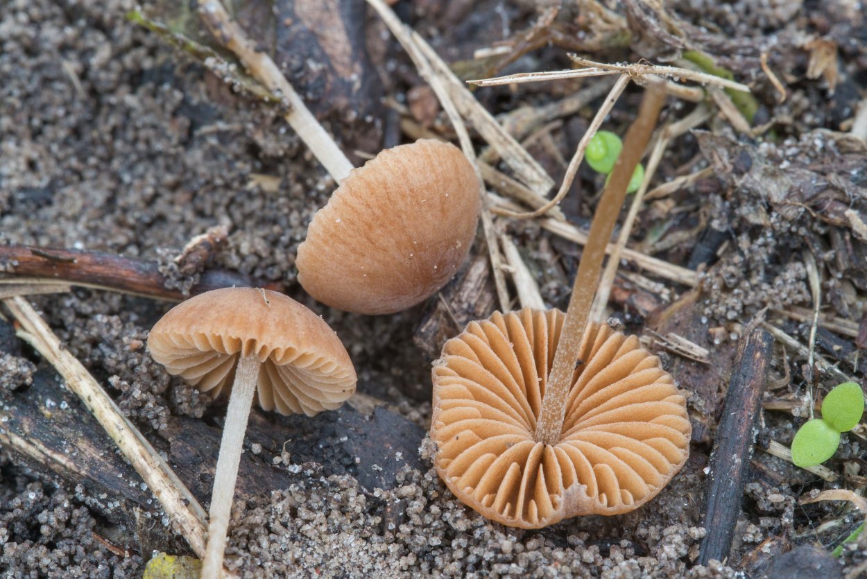 Коноцибе бархатистоножковая (Кюнера)