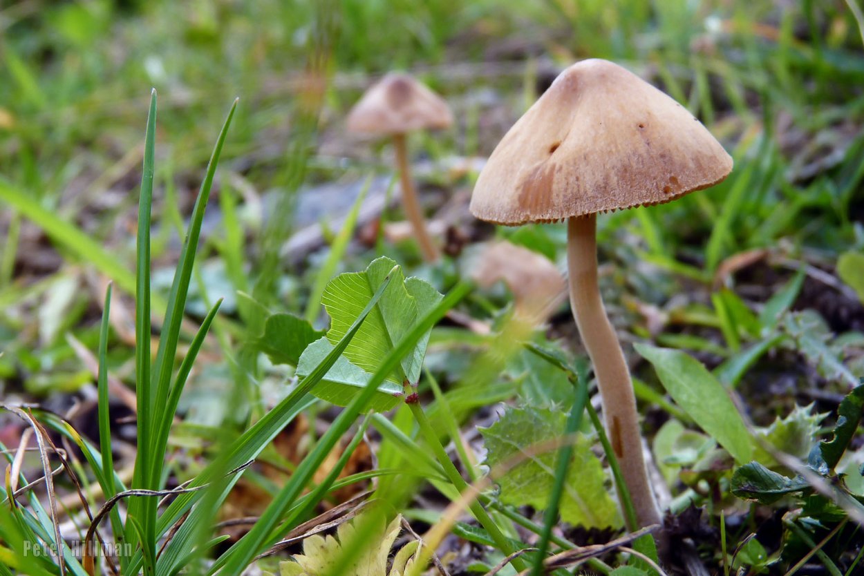 Conocybe tenera коноцибе