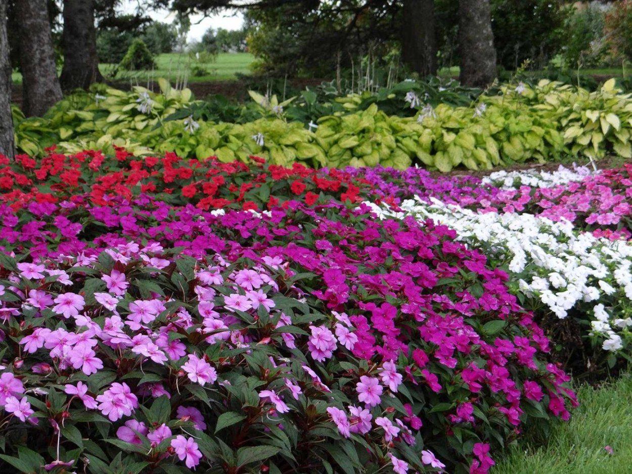 Астильба бордюрная