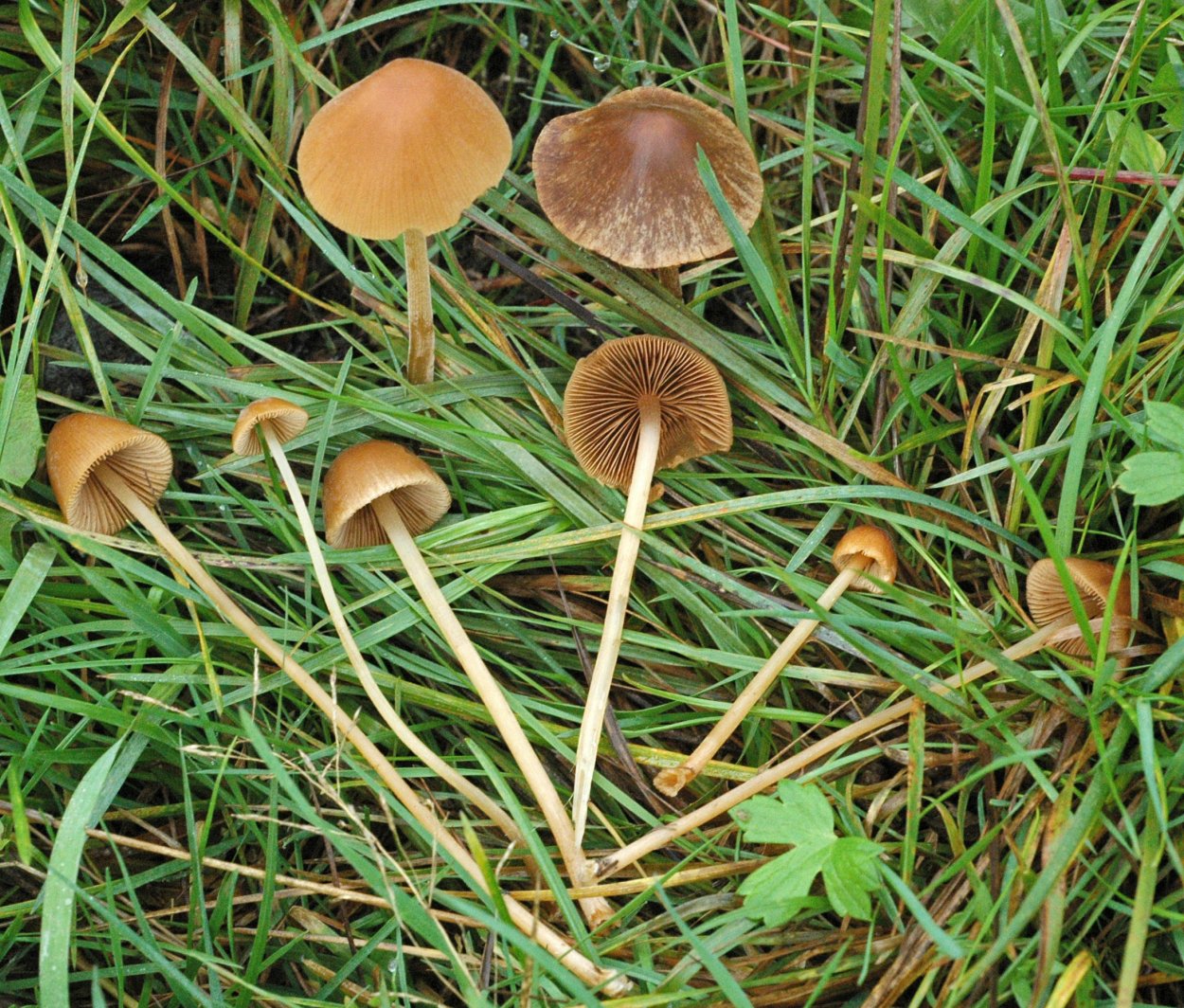 Коноцибе Филарис - Conocybe filaris