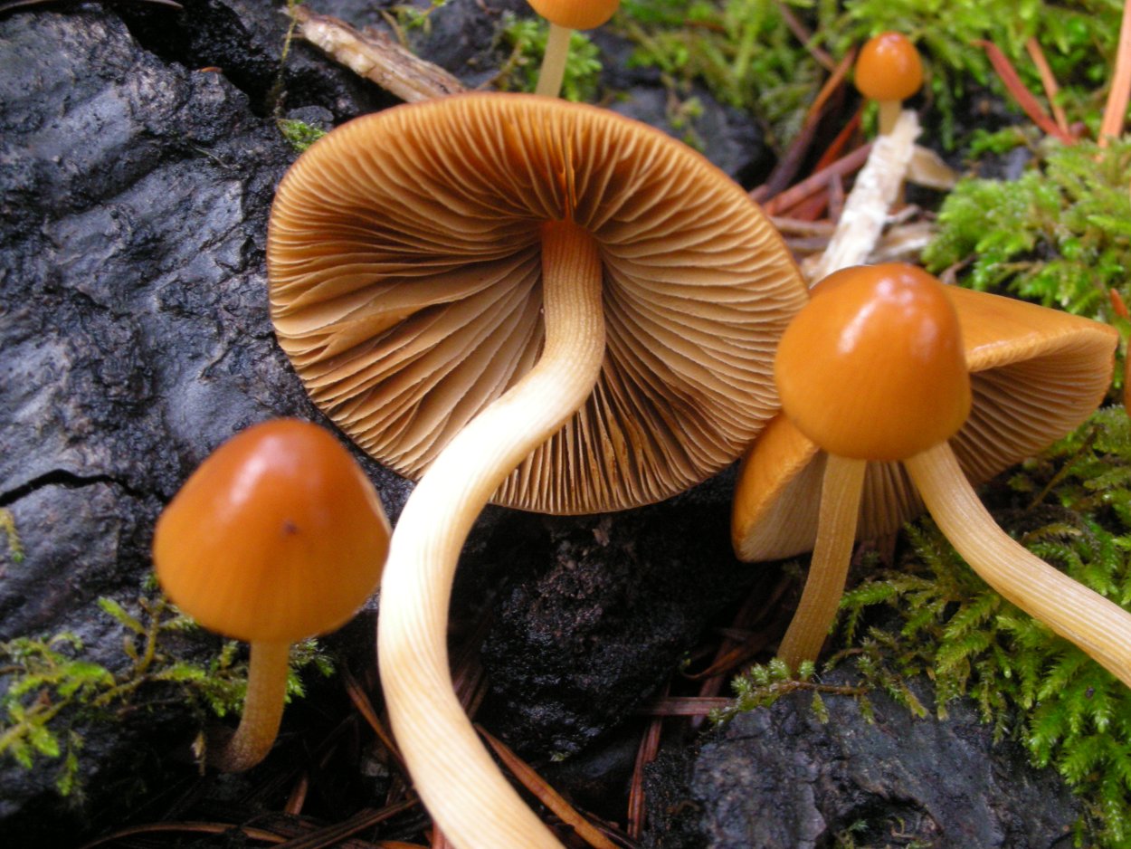 Conocybe tenera коноцибе нежная