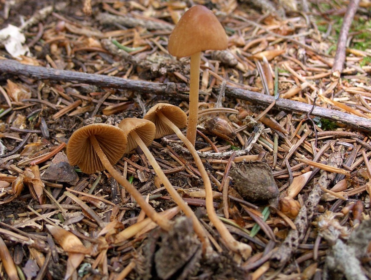 Коноцибе бархатистоножковая