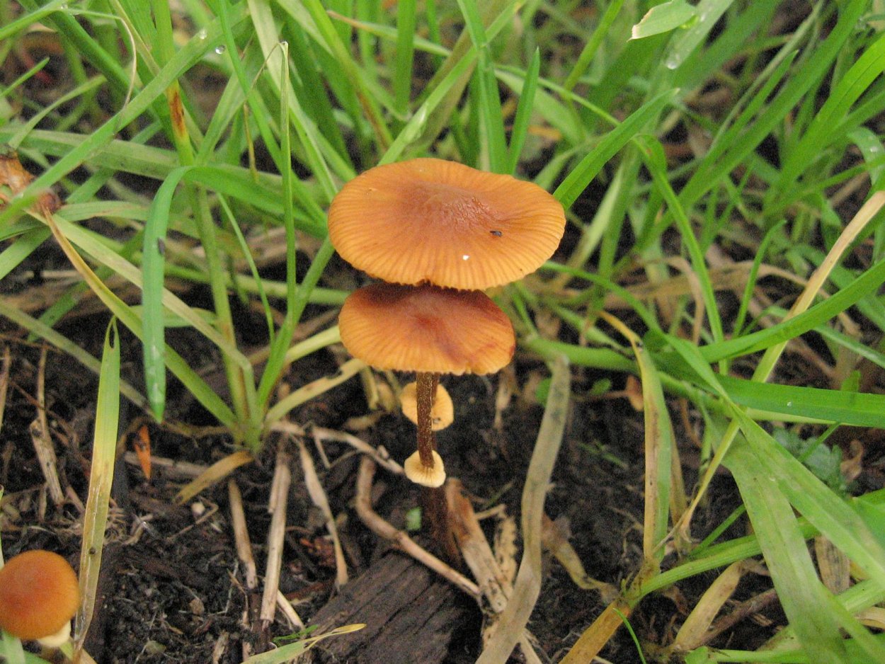 Conocybe semiglobata