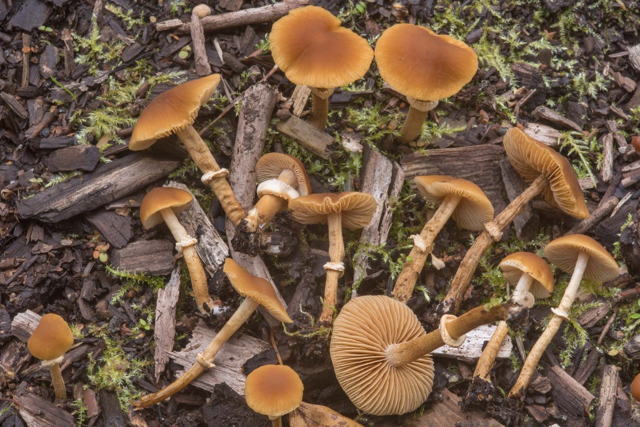 Коноцибе бархатистоножковая