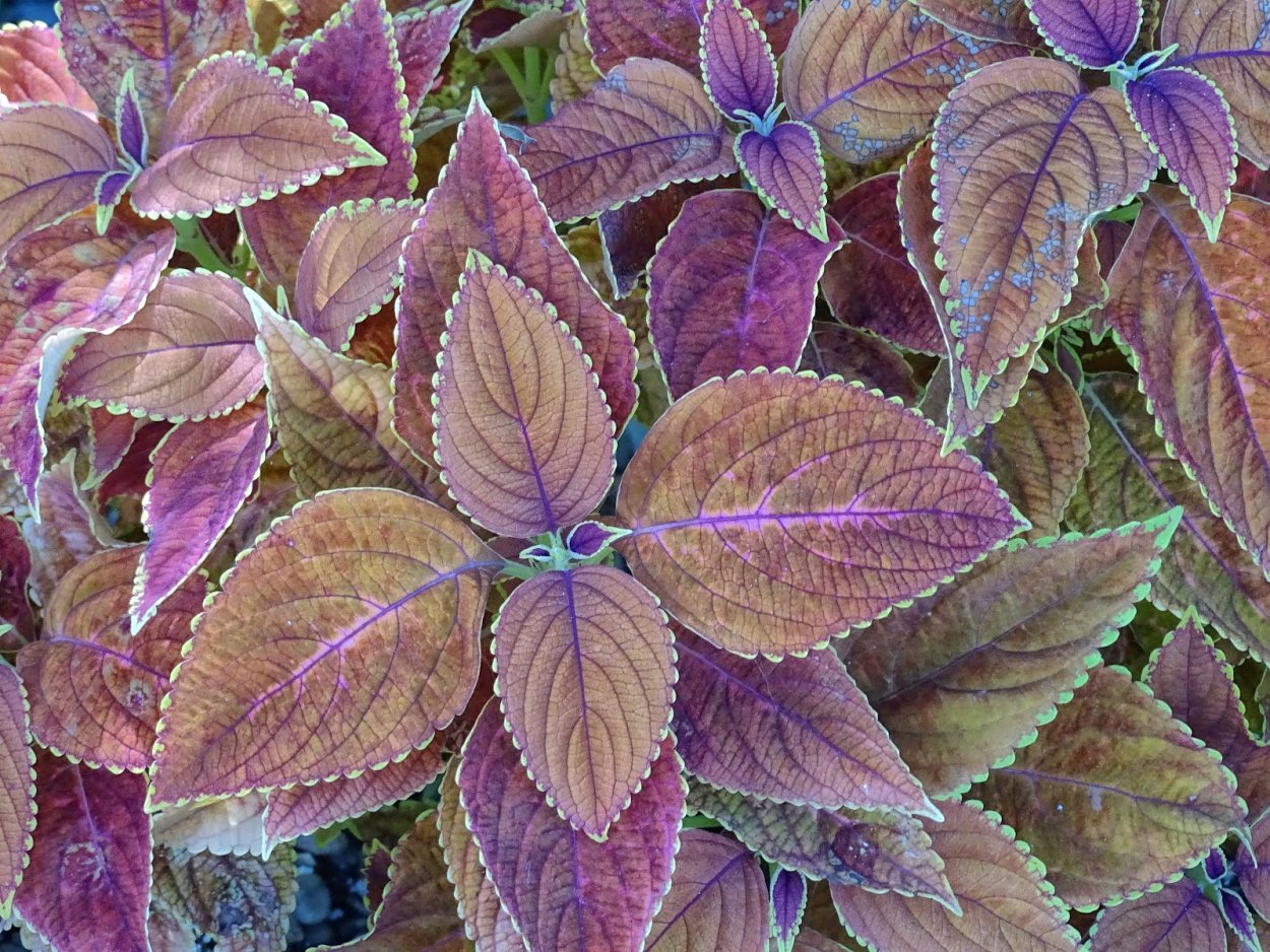 Колеус Анастас