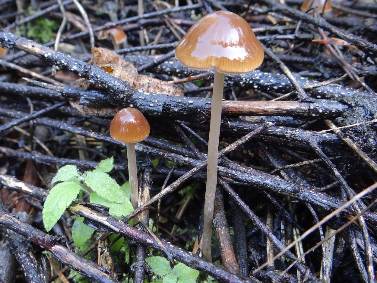 Коноцибе Филарис - Conocybe filaris