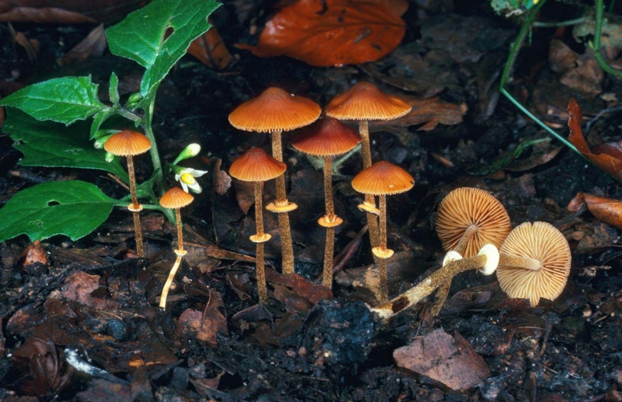 Conocybe filaris