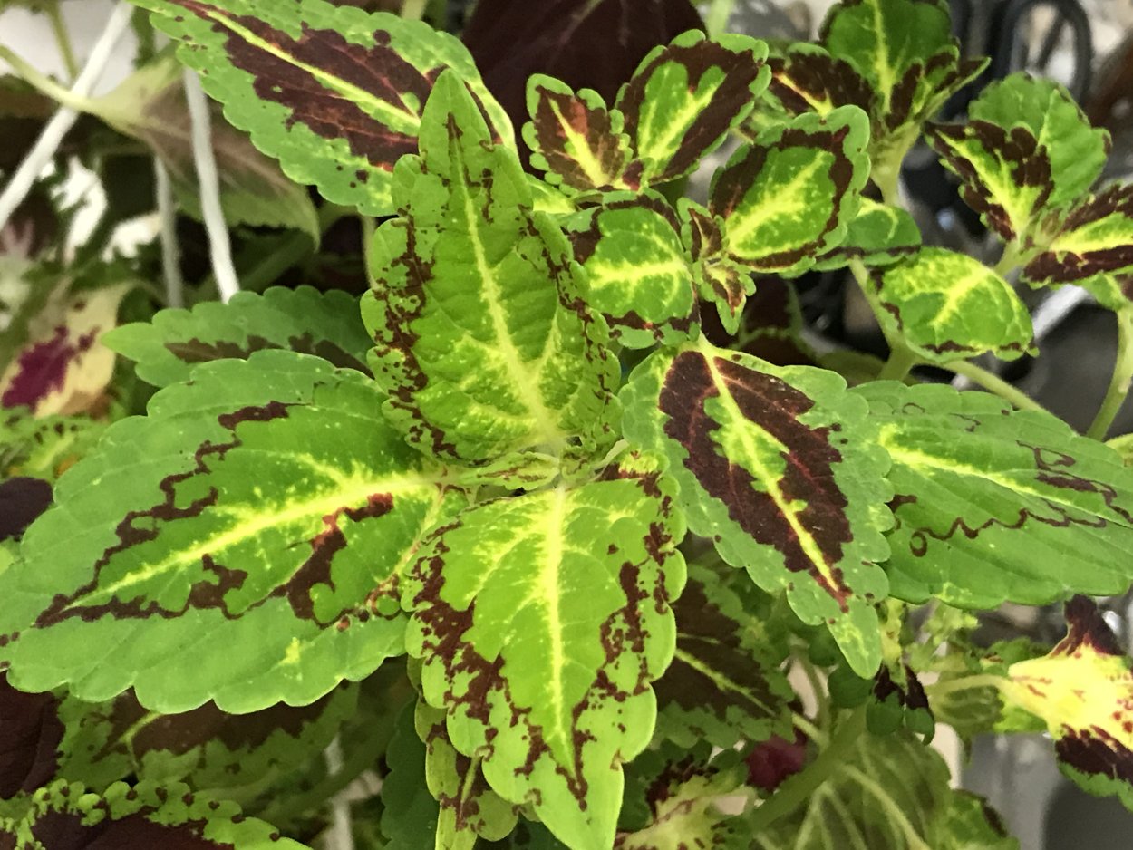 Колеус Ренельта