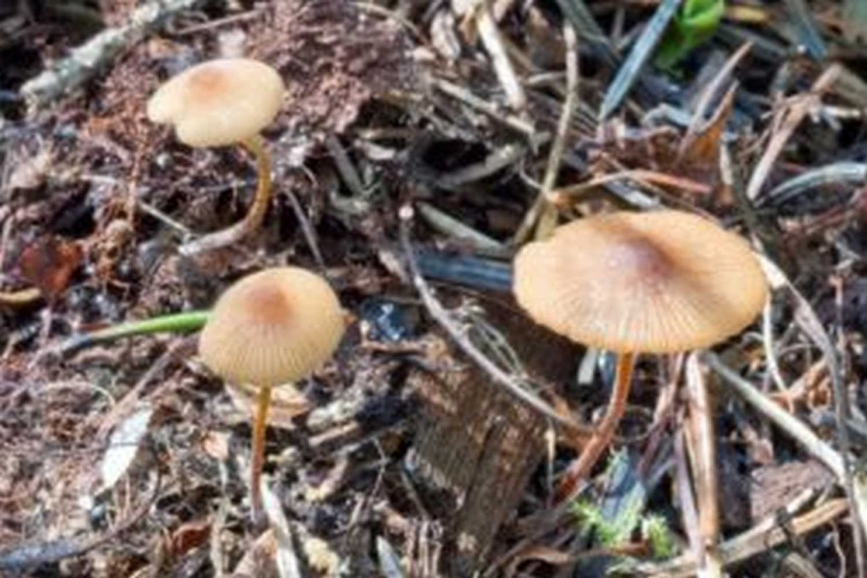 Коноцибе белая