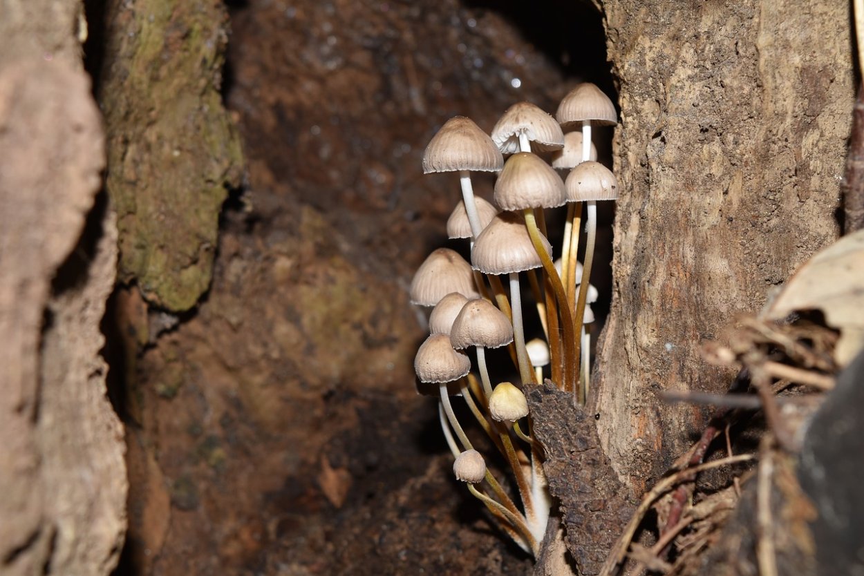 Conocybe macrocephala