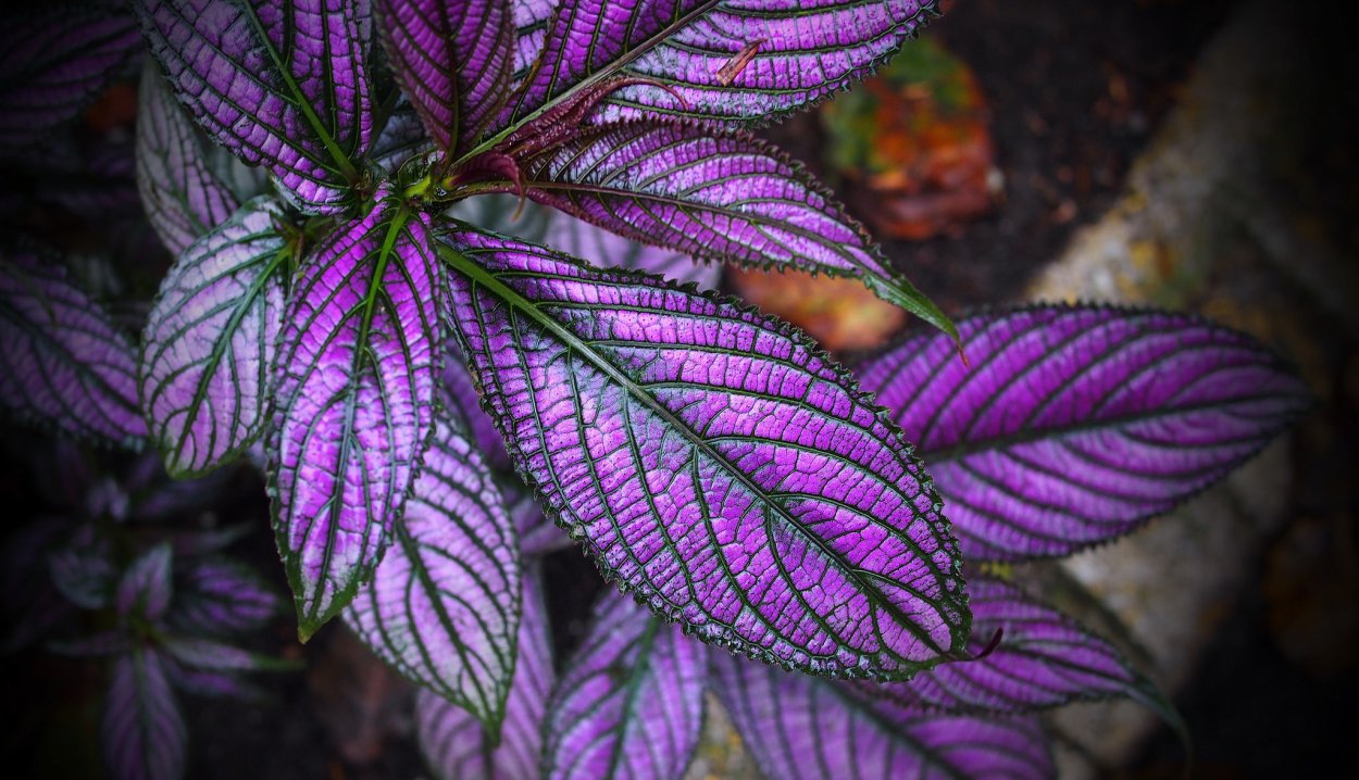 Колеус Cracklin Rosie