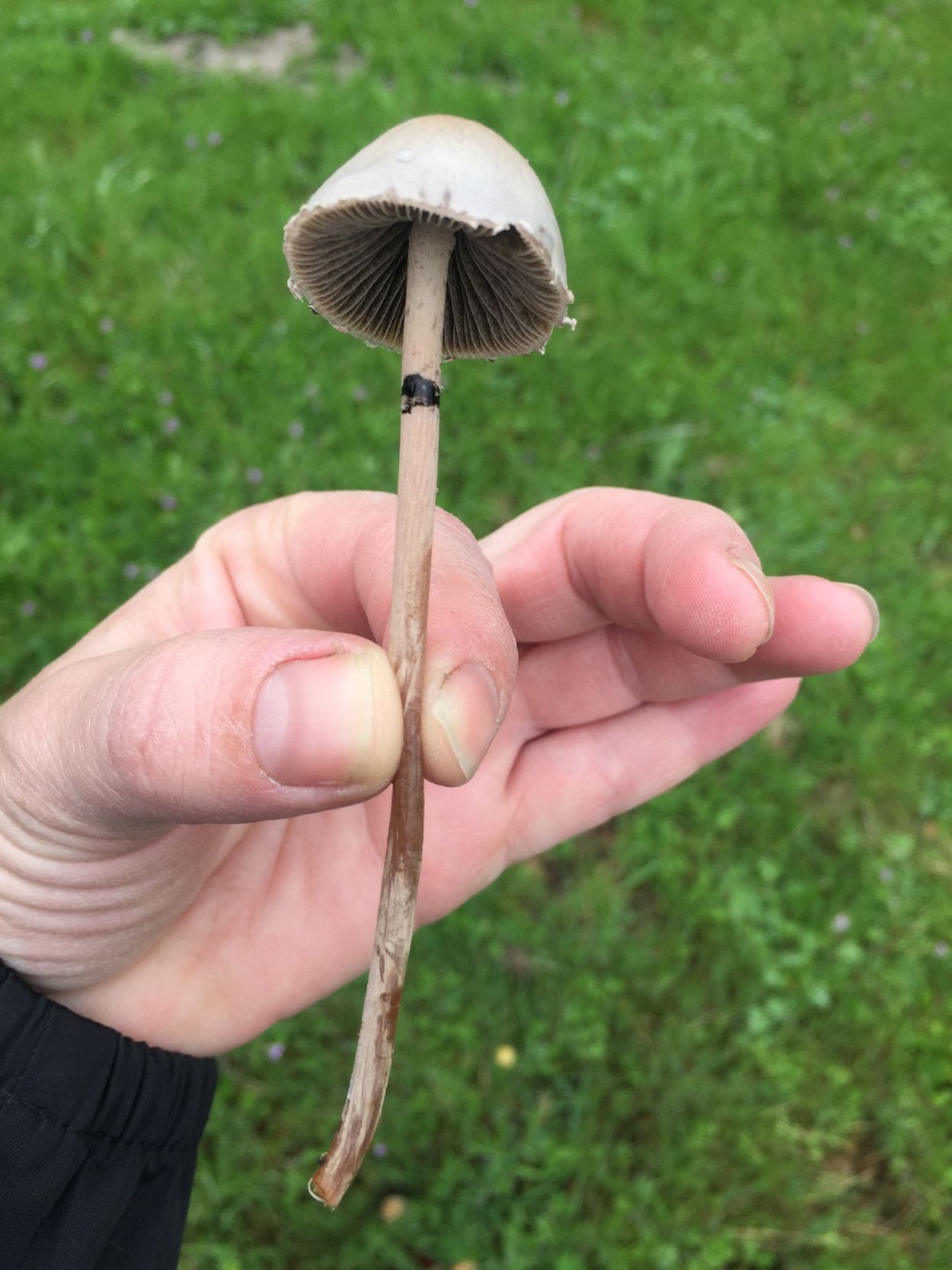 Фолиотина морщинистая