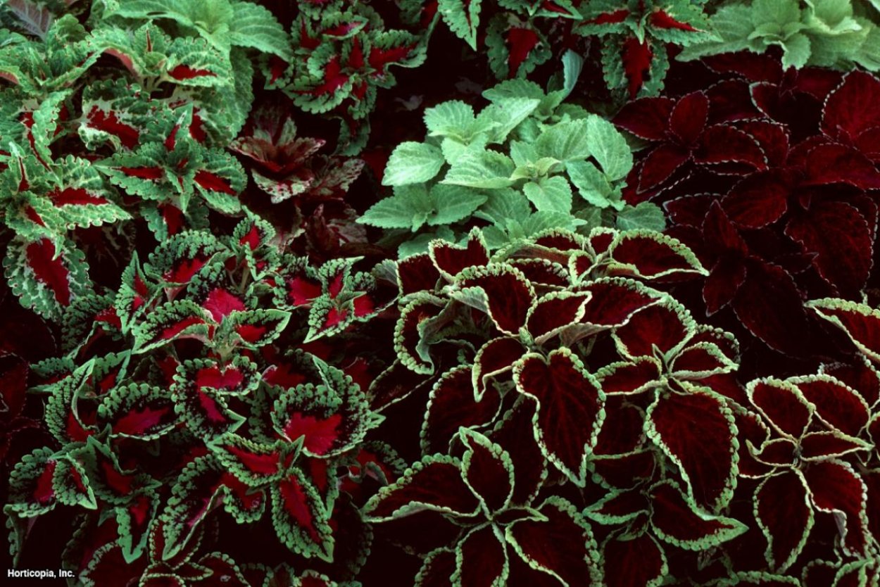Колеус Ренельта Coleus rehneltianus