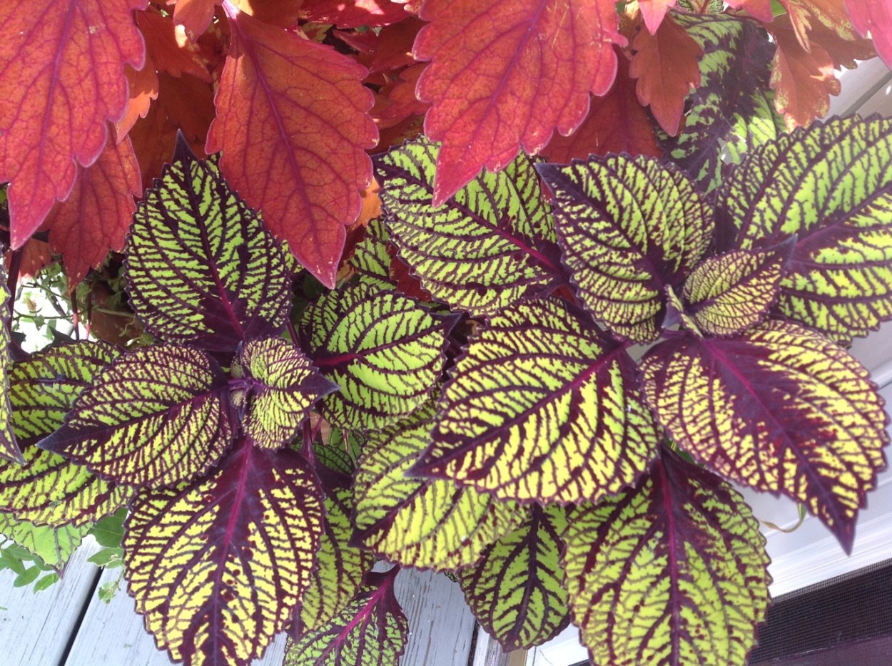 Колеус Ренельта Coleus rehneltianus
