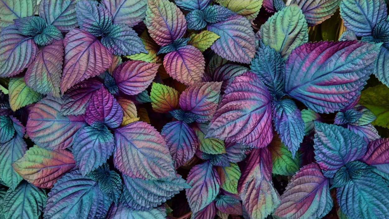 Колеус colourful