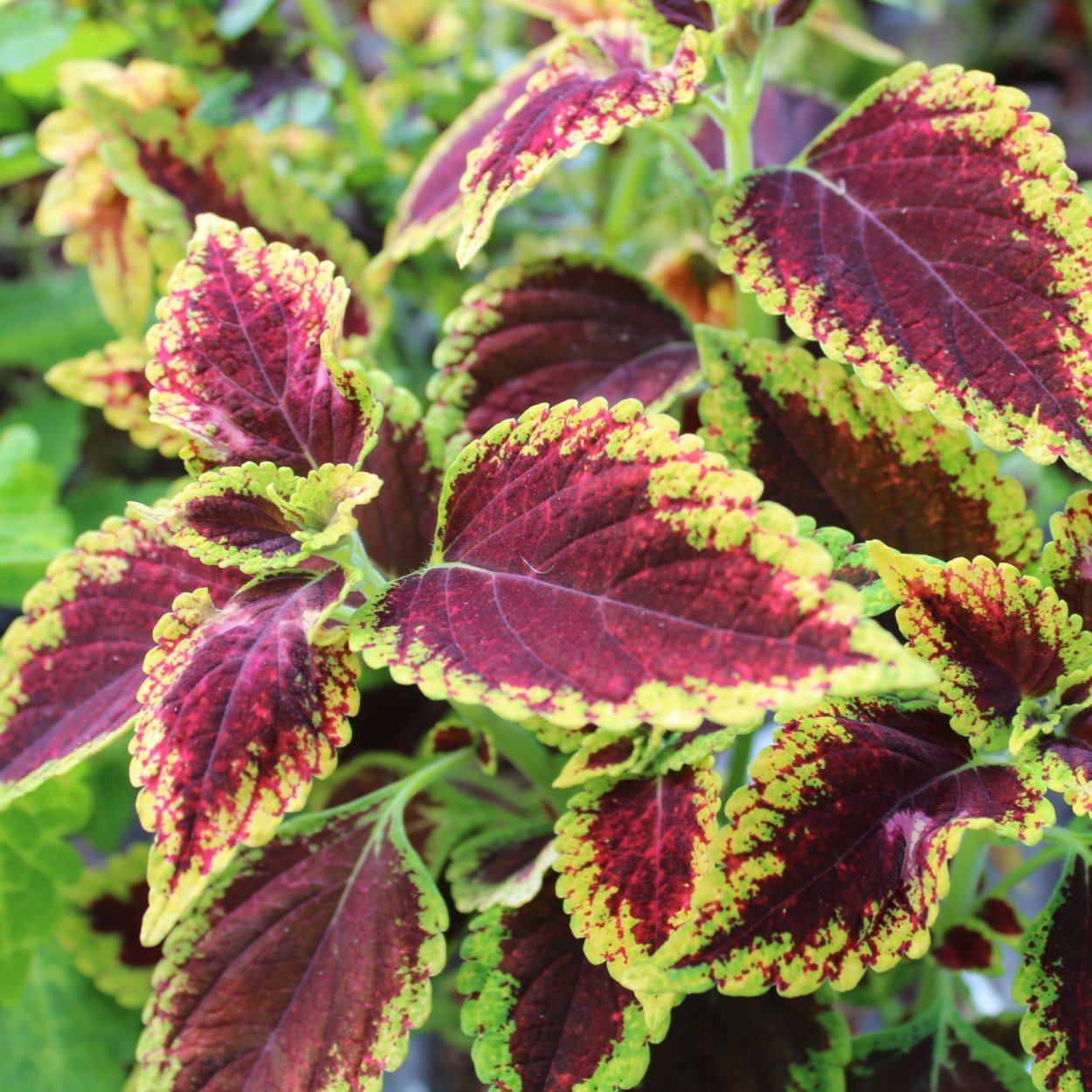 Колеус Catrine