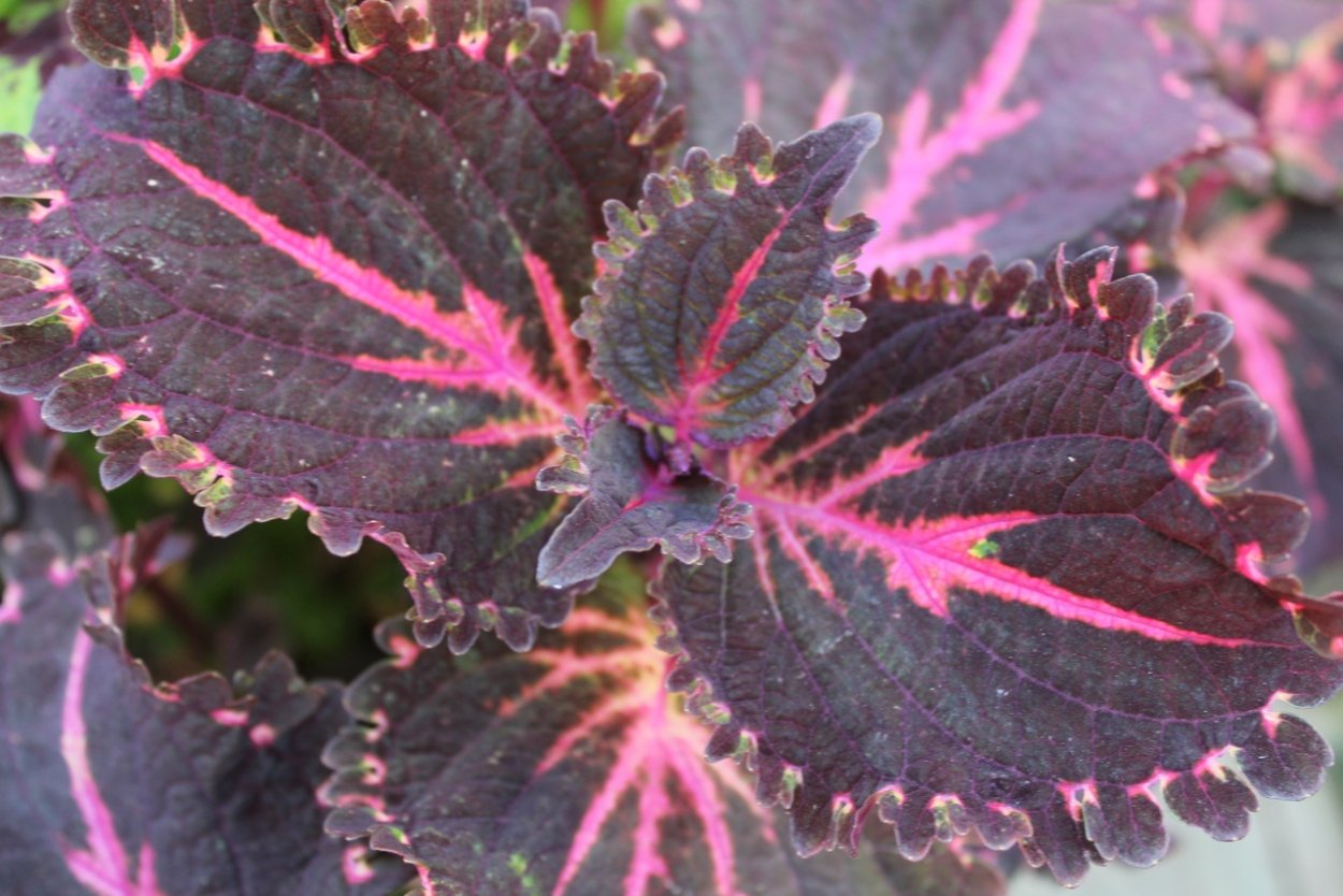 Колеус Wicked Witch