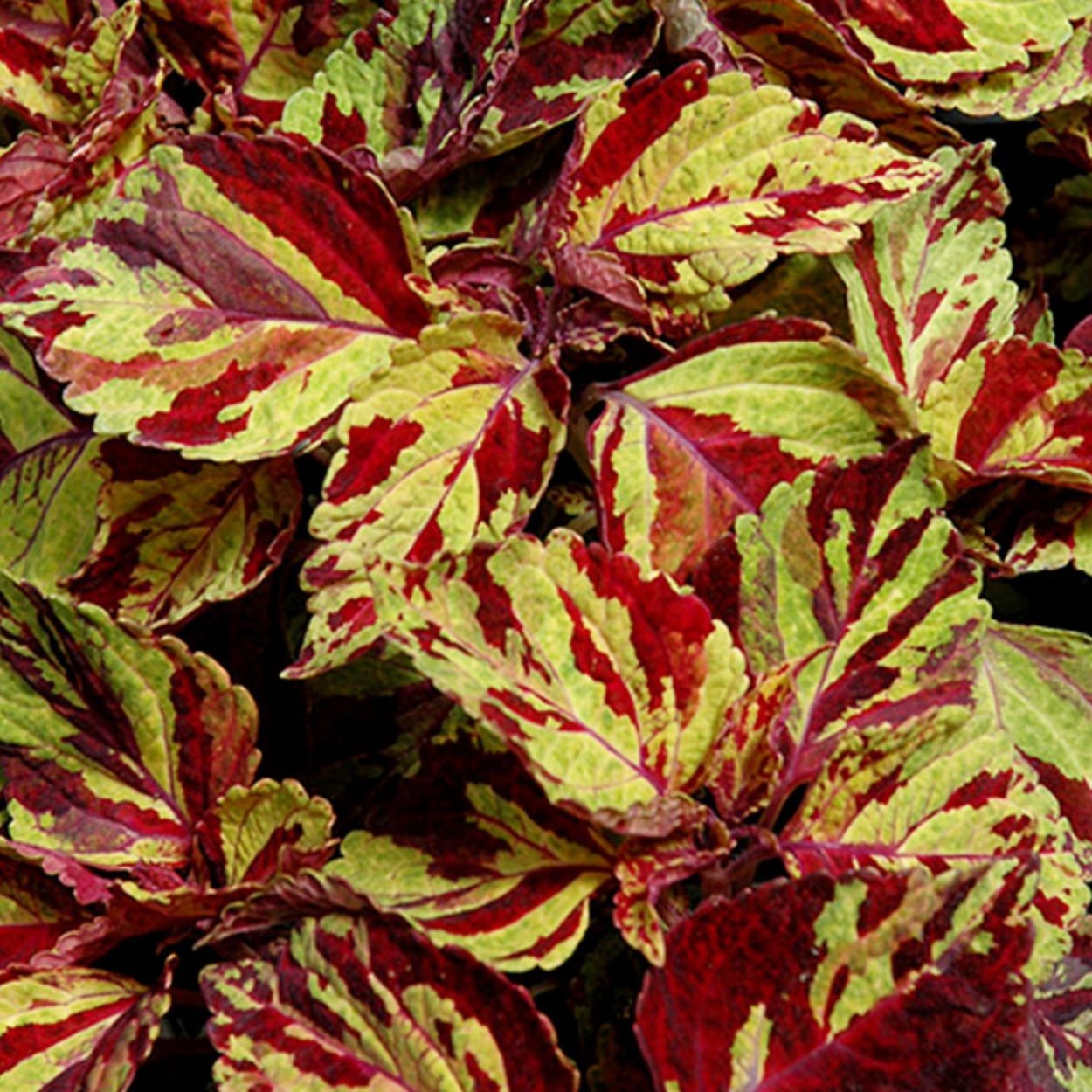 Колеус Огненный