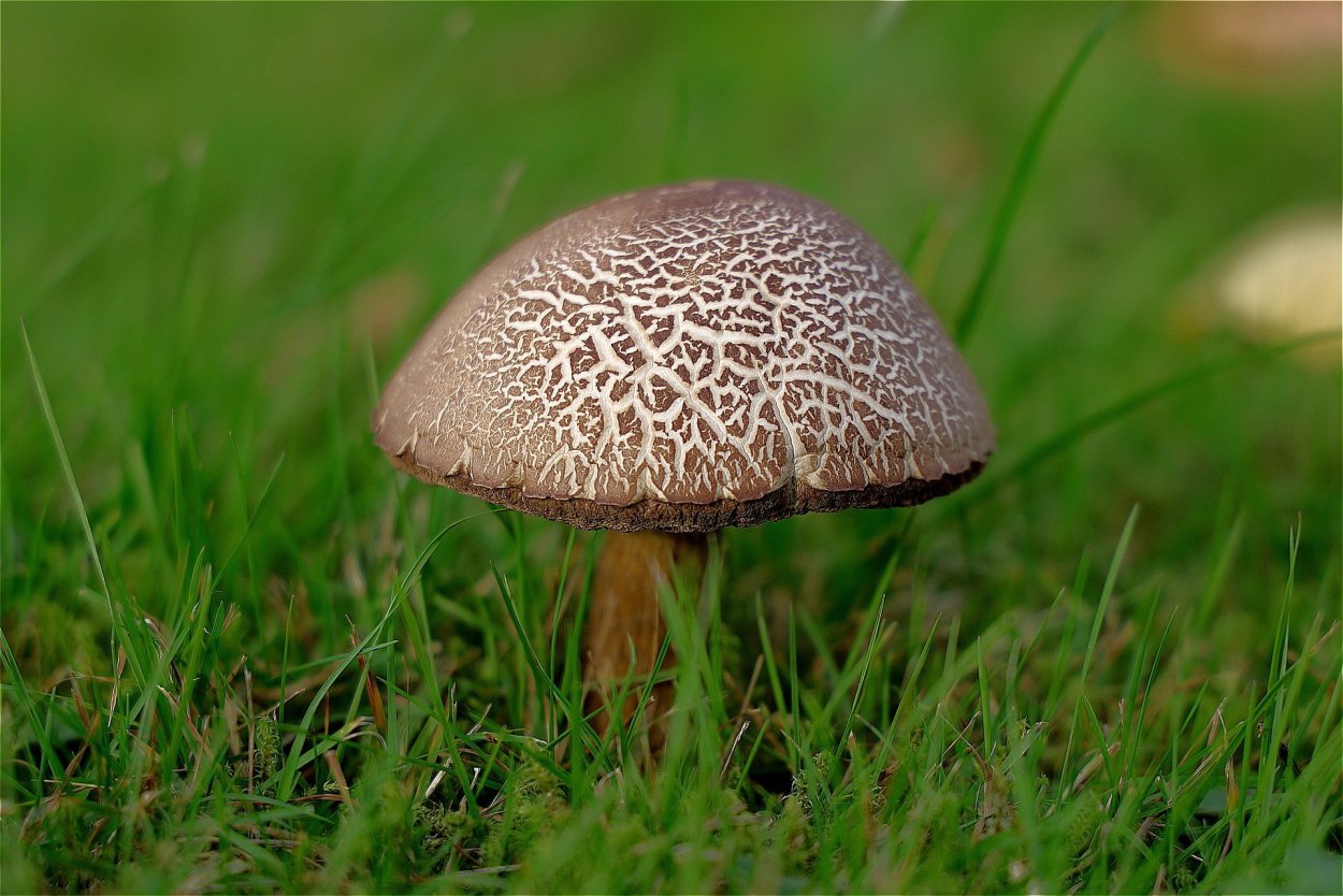 Грибы подберезовики Омск