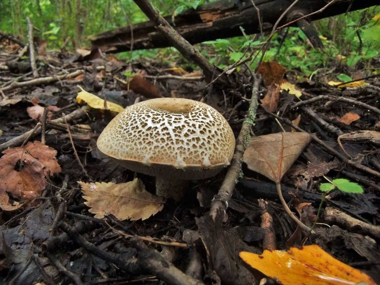 Подберёзовик жестковатый