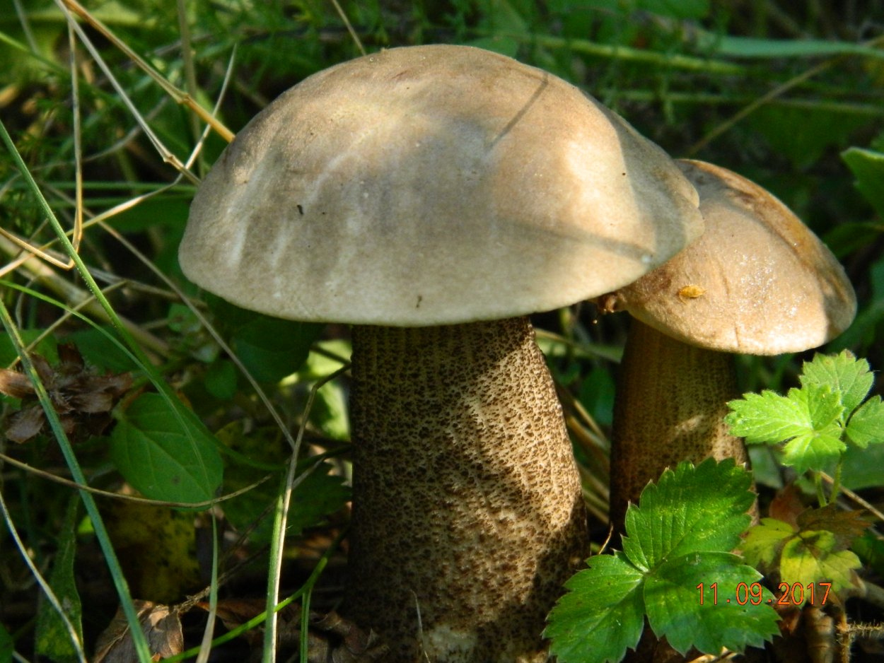 Подберёзовик обабок серый