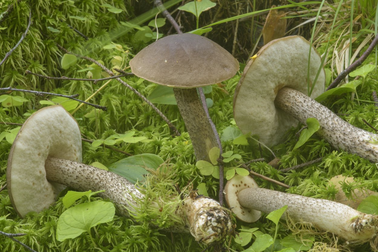Подберезовик твердоватый