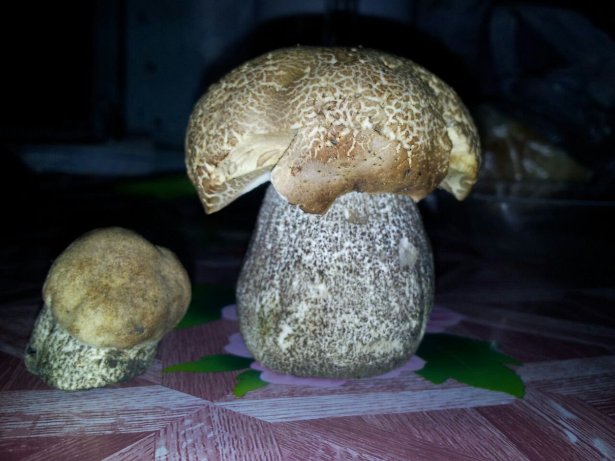 Съедобные грибы подберезовик