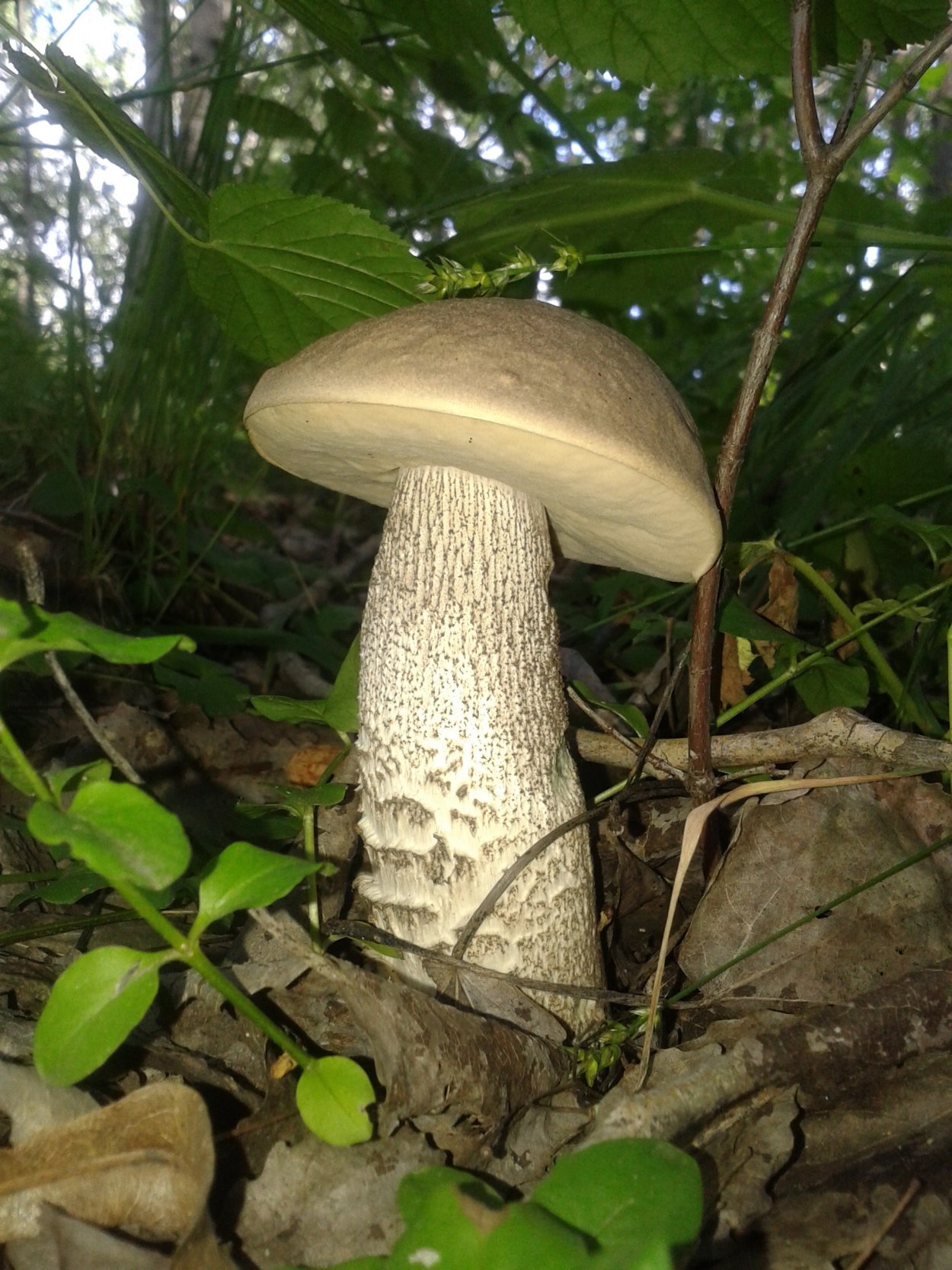 Подберёзовик твердоватый Leccinum duriusculum