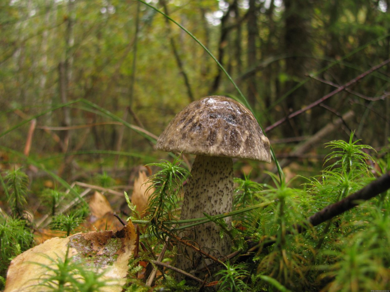 Подберёзовик жестковатый