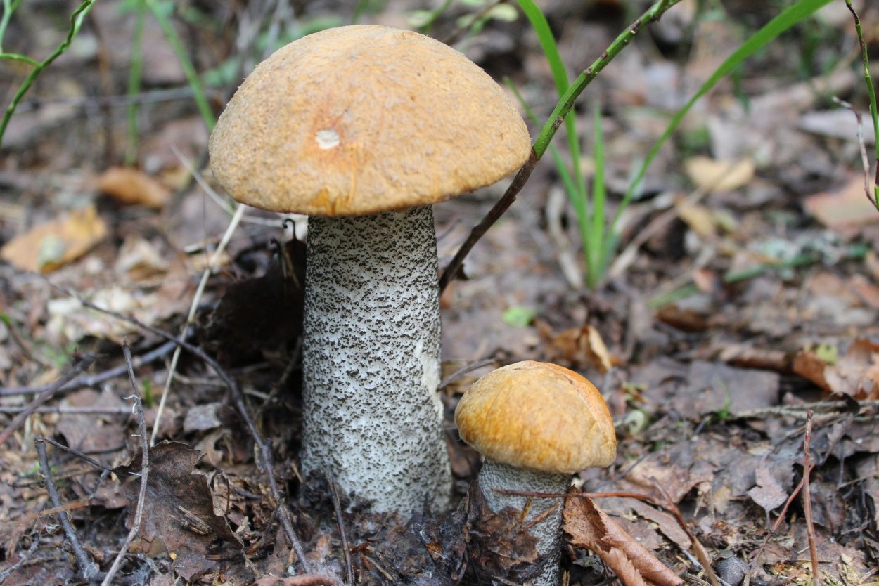 Подберёзовик шахматный