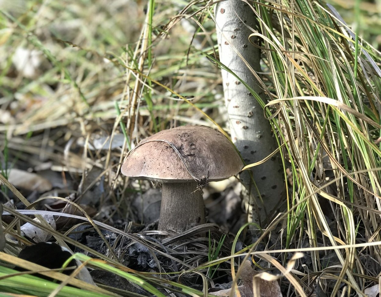 Подберёзовик твердоватый Leccinum duriusculum