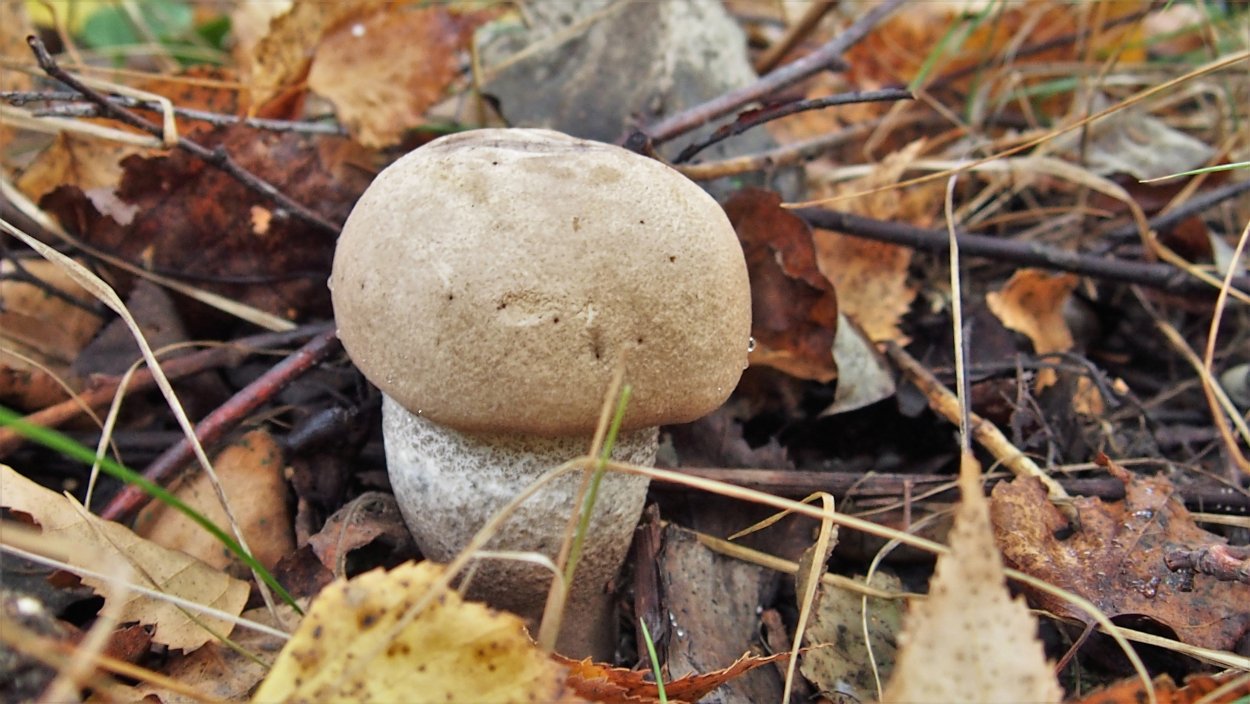 Подберезовик шляпка